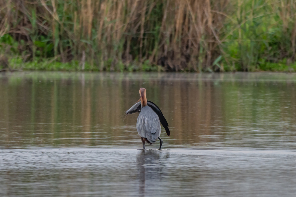 A Goliath Heron standing in shallow water, showing its enormous size and maroon-chestnut neck