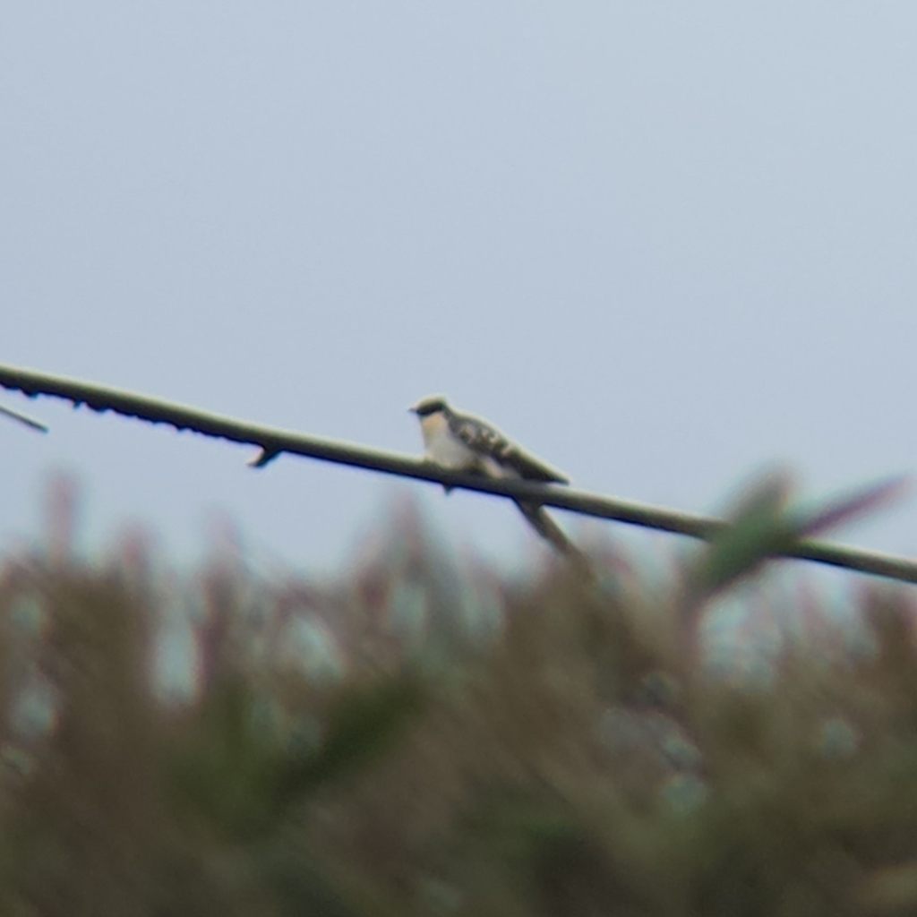 A grey and white great spotted cuckoo with a slight crest perched on a bare branch