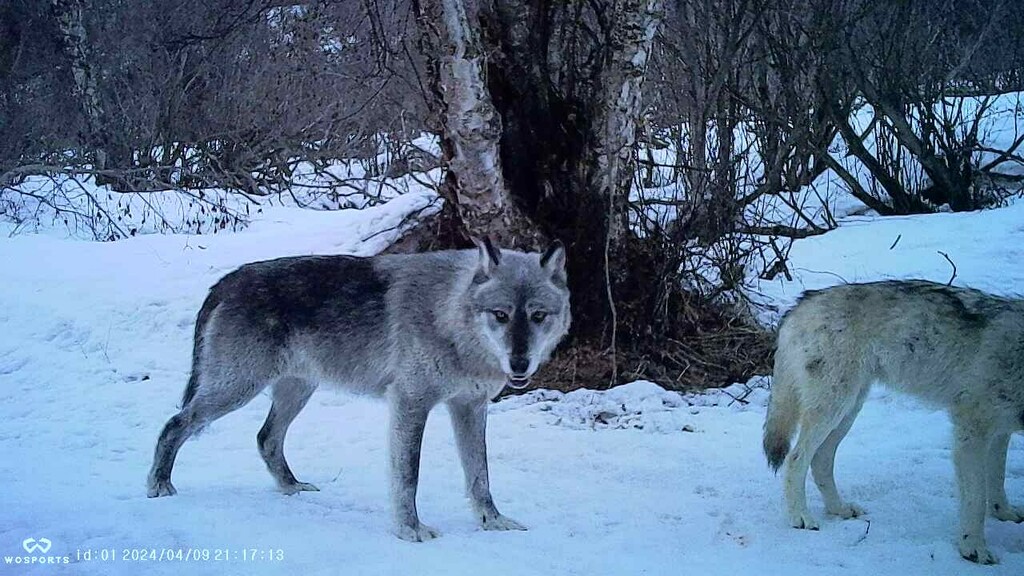 A grey wolf standing in a snowy forest, looking toward the camera