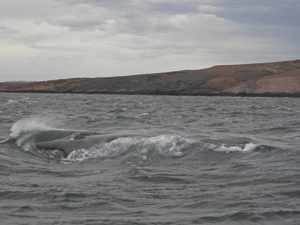 A blue whale surfacing in open ocean, showing its enormous body length against the scale of the water