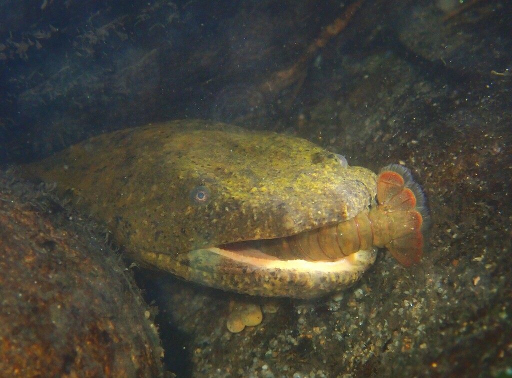 A hellbender salamander with wrinkled brown skin resting on rocks underwater