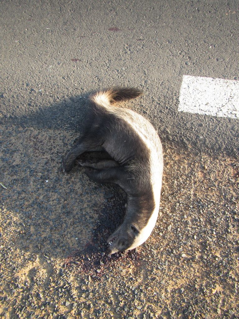 Honey badger walking across open ground, showing its silver-grey back and black underside