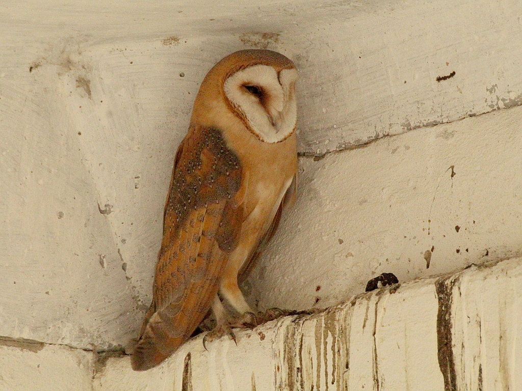 A western barn owl perched on a wooden post, showing the heart-shaped facial disc and pale plumage