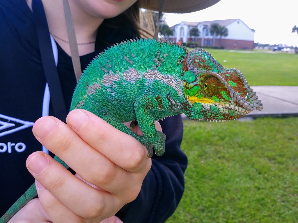 A male panther chameleon with vivid blue, red and orange markings on a branch in Madagascar