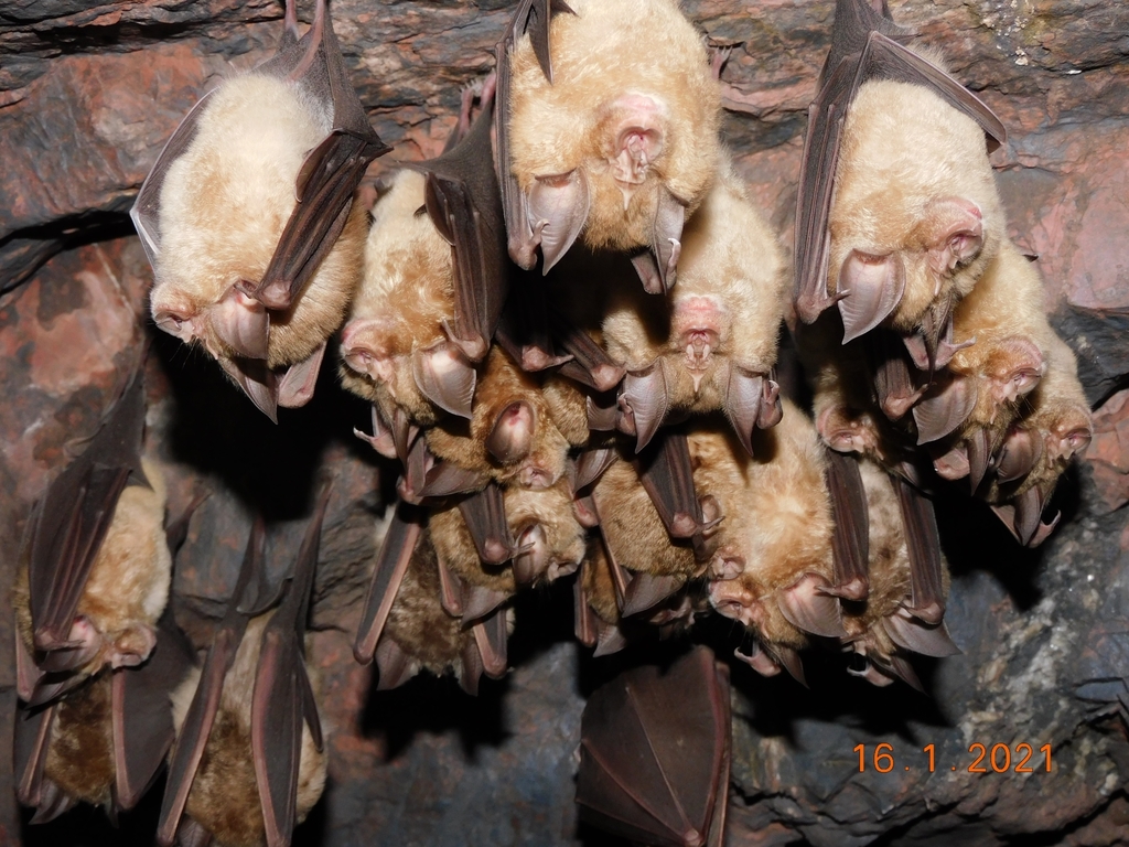 A greater horseshoe bat roosting upside-down, showing its distinctive horseshoe-shaped noseleaf