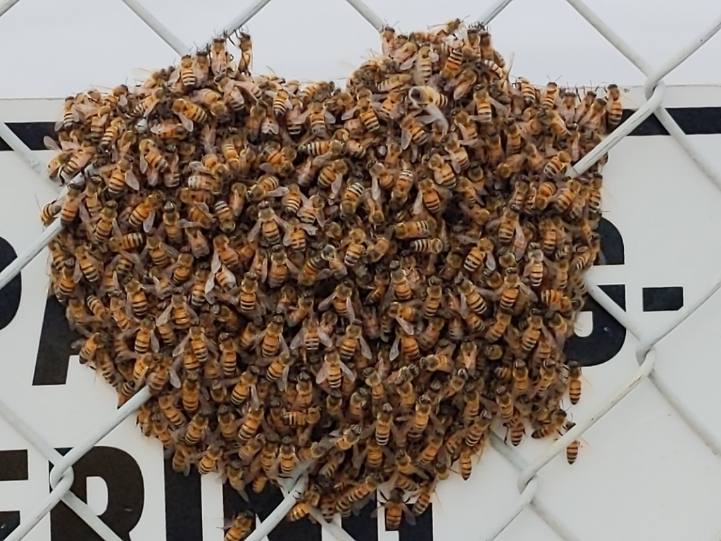 A western honey bee visiting a yellow flower, pollen baskets visible on its hind legs