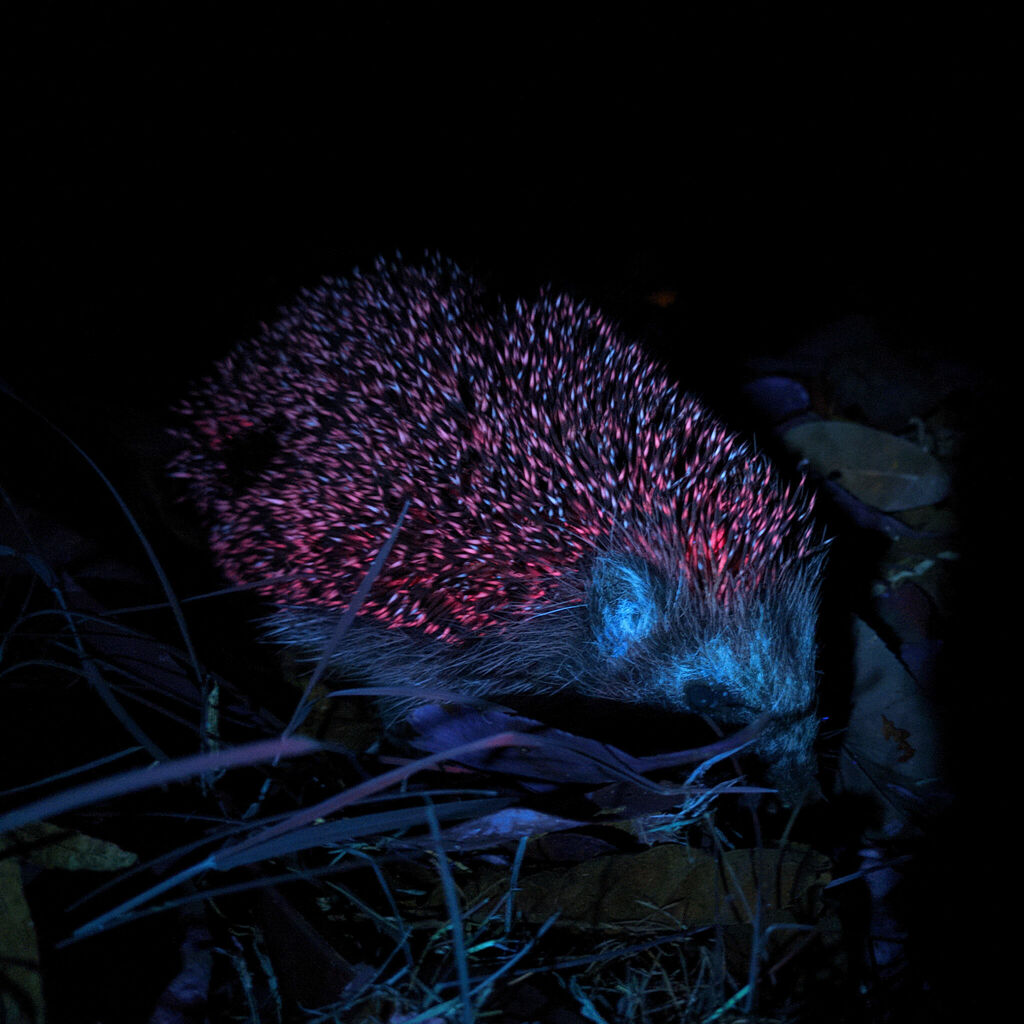 A European hedgehog curled slightly in leaf litter, showing its spines