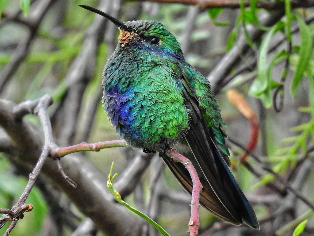 Sparkling Violetear hummingbird hovering at a flower, wings blurred with rapid motion