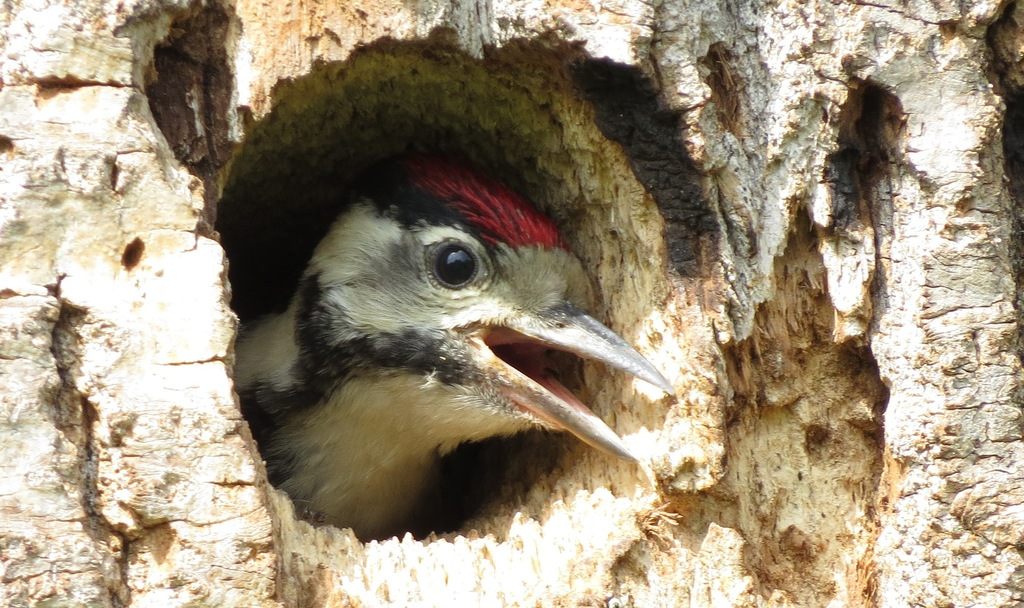A Great Spotted Woodpecker with black and white plumage clinging to the bark of a tree trunk