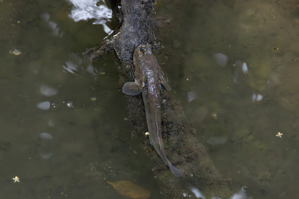 Giant mudskipper resting on exposed mud at the edge of a mangrove estuary
