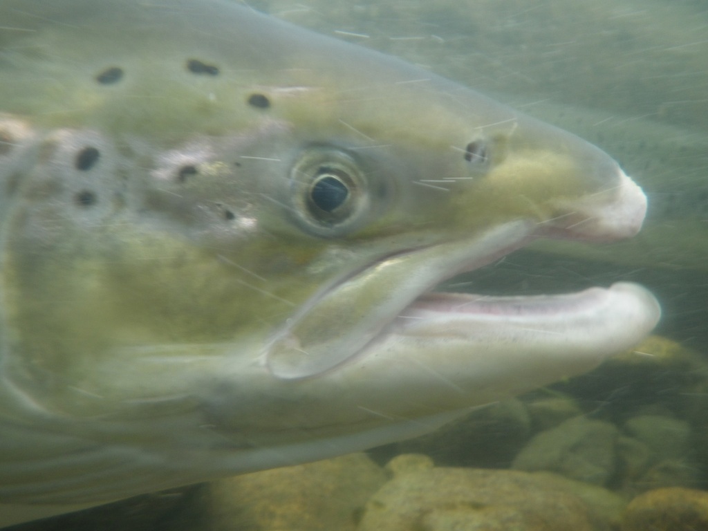 An Atlantic Salmon leaping upstream through a river