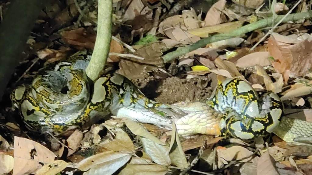 Reticulated python coiled with head raised, showing the large gape and scale detail