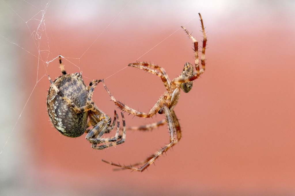 A cross orbweaver spider sitting at the centre of its orb web covered in morning dew