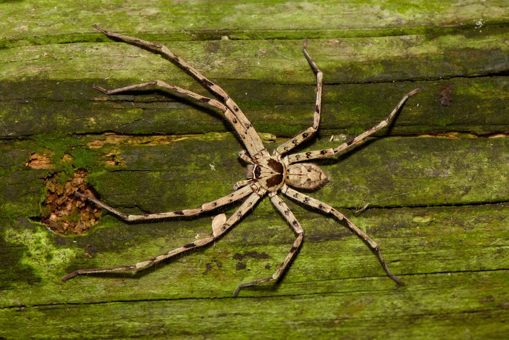 A huntsman spider with long splayed legs and a mottled brown body resting on weathered, moss-covered wood