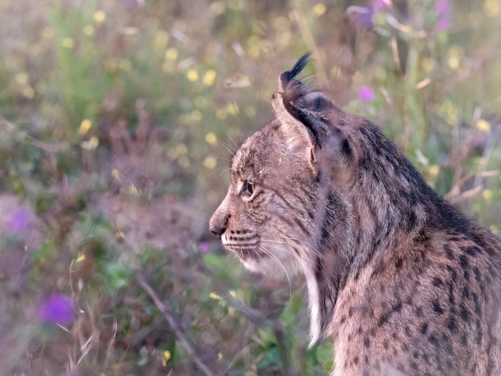 Iberian lynx resting on a rock in Mediterranean scrubland, showing dense dark spots and prominent ear tufts