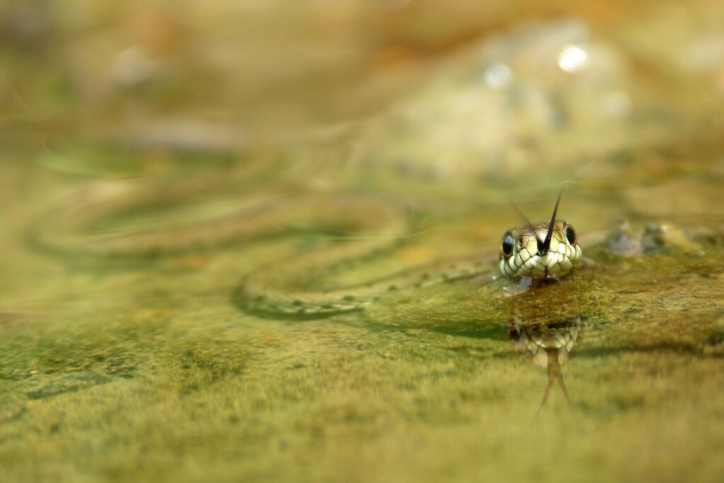 A grass snake swimming with its head raised above the water