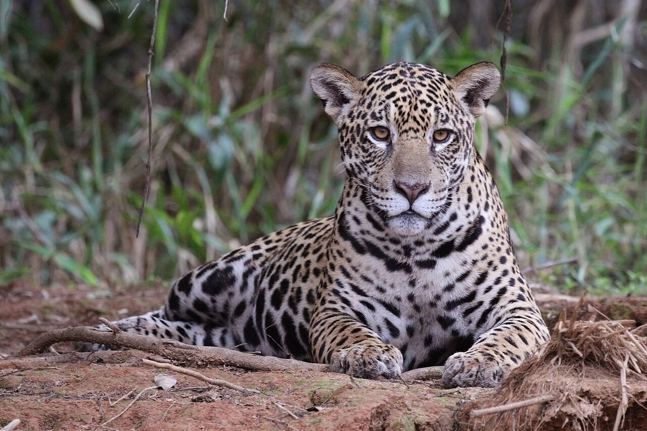 A jaguar resting on a forest riverbank, gazing at the camera, its rosette-patterned coat clearly visible