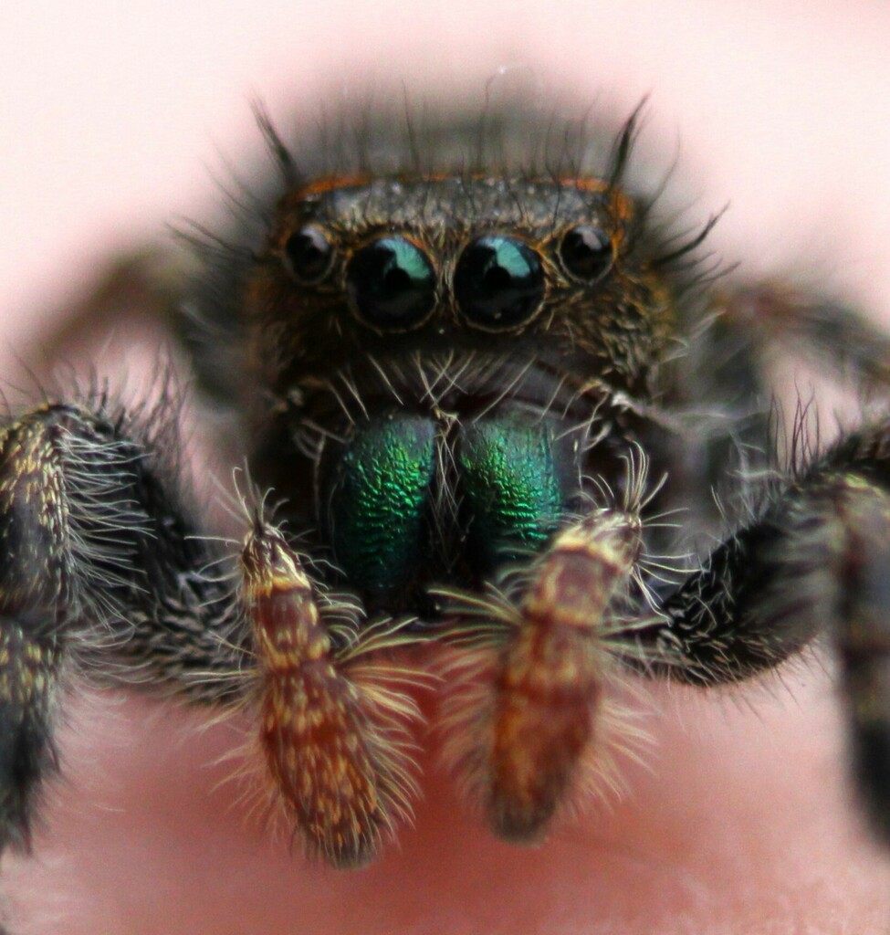 Bold jumping spider on a green leaf, large forward-facing eyes clearly visible