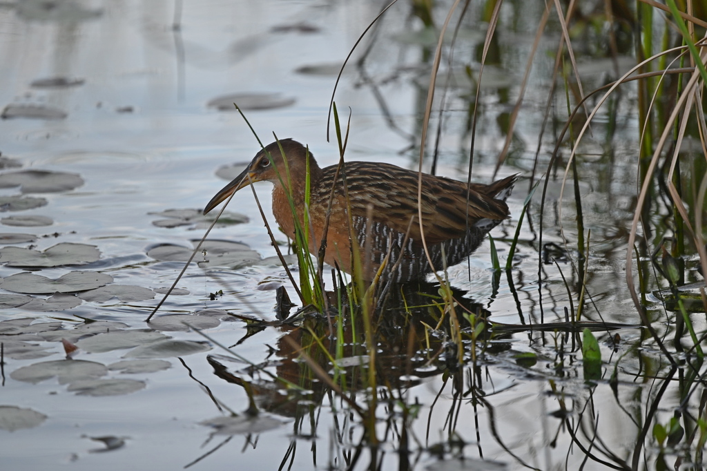 King rail stepping through marsh vegetation, showing cinnamon breast and streaked back