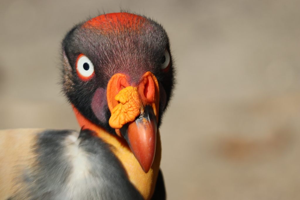 King Vulture perched showing its white body, black wings and vivid multicoloured bare head