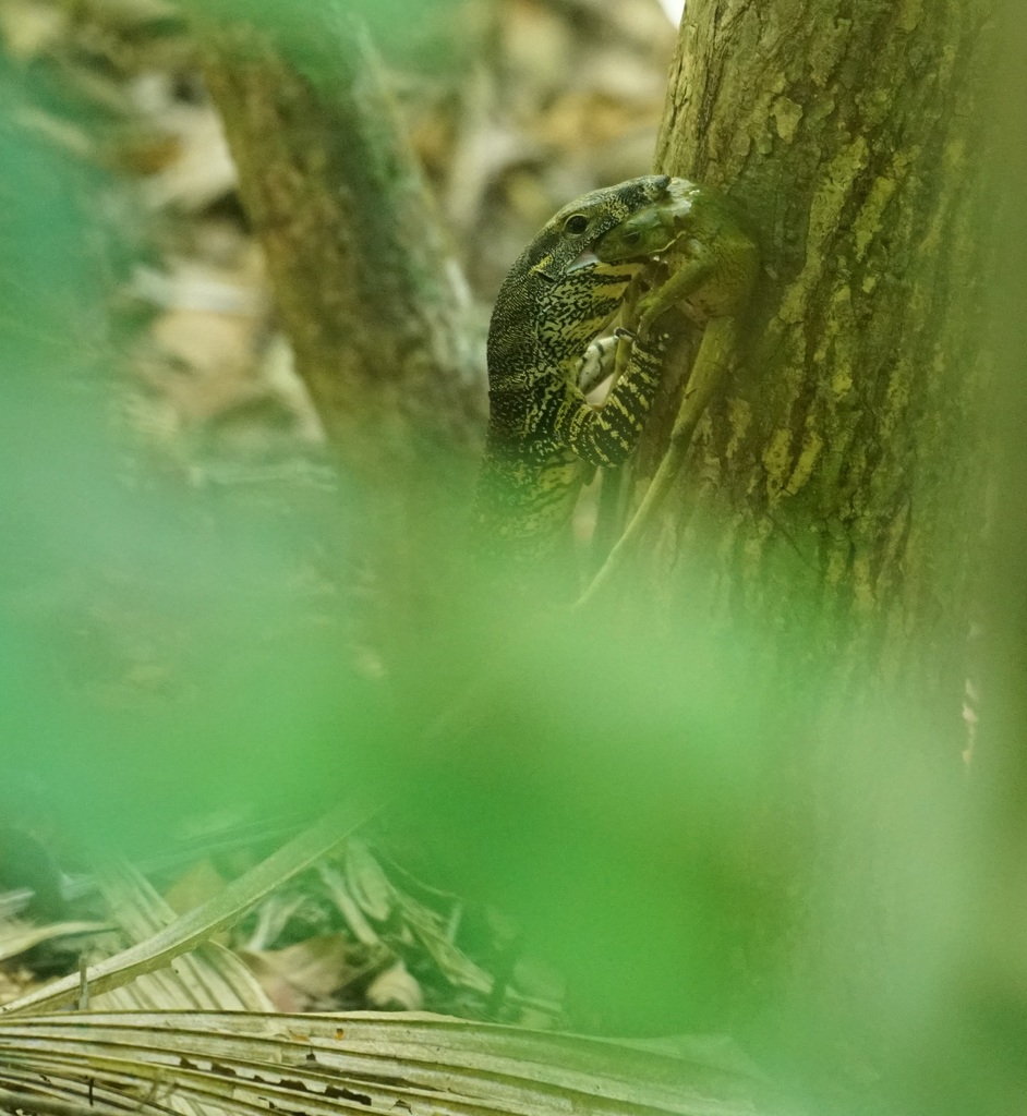 A lace monitor lizard on a tree trunk, showing its cream-and-black banded pattern