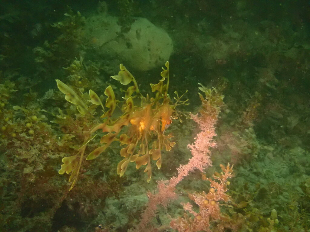 A Leafy Seadragon drifting through kelp, its elaborate leaf-like appendages making it almost invisible