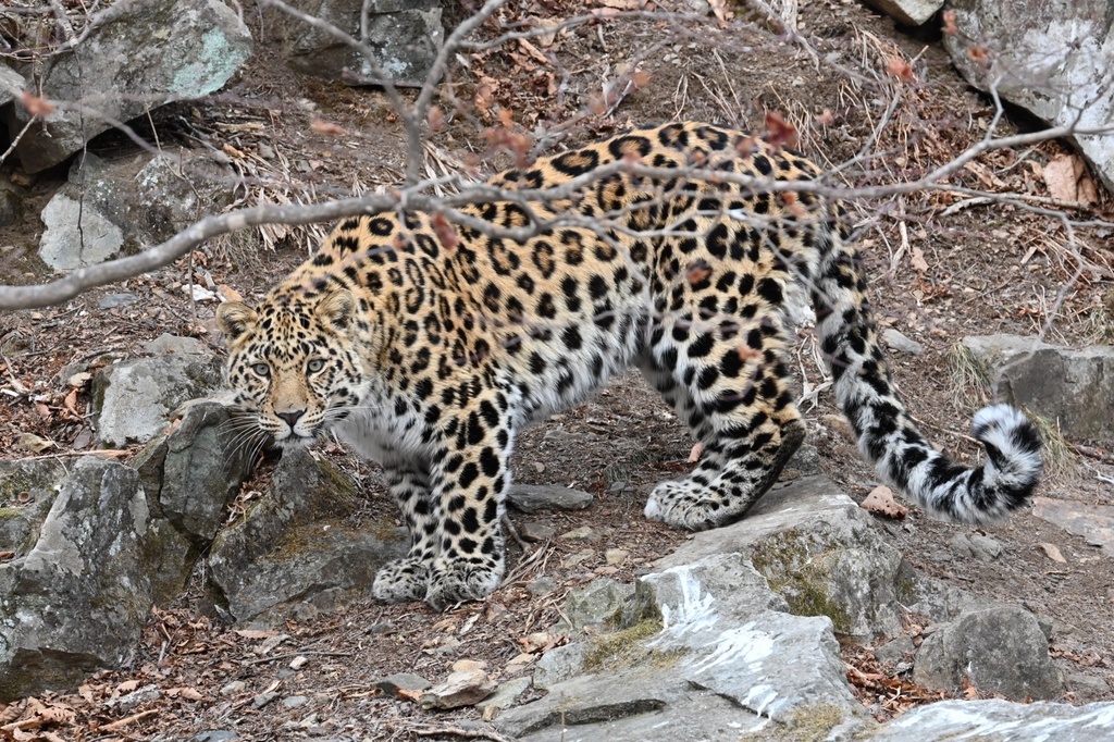 A leopard resting on a tree branch, showing its rosette-patterned coat