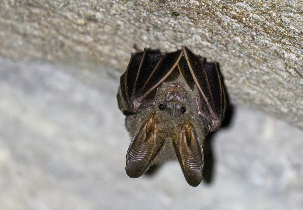 A lesser false vampire bat roosting upside down, its large ears joined at the base and folded forward around its face
