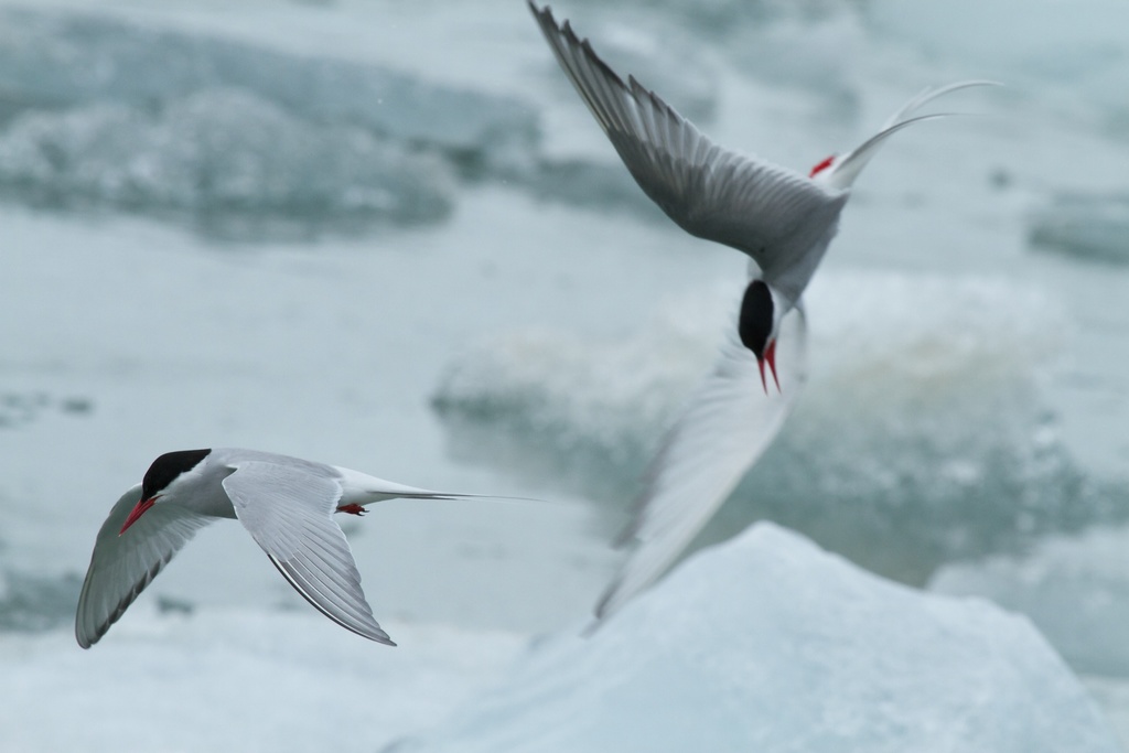 An Arctic Tern in flight over open ocean, wings spread, showing its bright red bill and forked tail