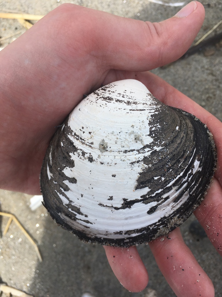 Ocean quahog clams (Arctica islandica) on the seafloor, showing their thick ridged shells