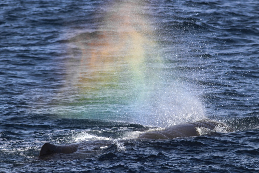 A sperm whale surfacing, showing its blunt square head and the characteristic angled blow