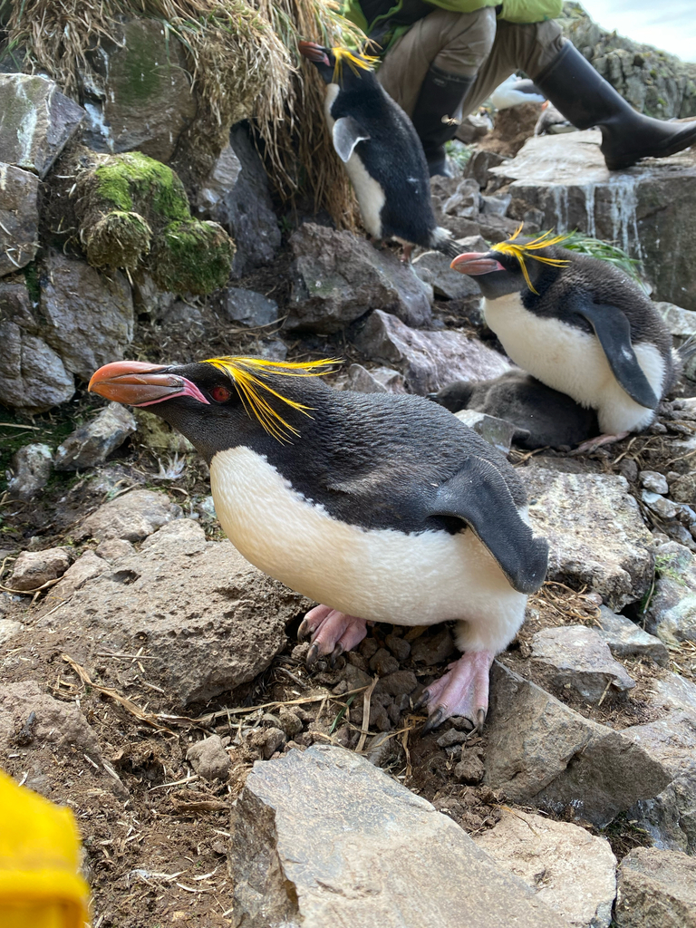 A macaroni penguin facing the camera, showing the bright golden-orange crest of feathers above the eye line against black plumage