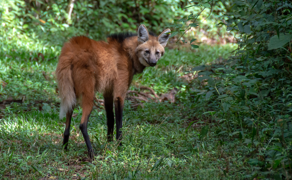 A maned wolf standing in grassland, showing its distinctive long legs and rust-red coat