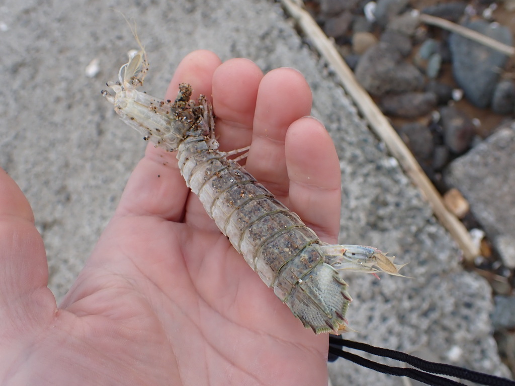 Shako Mantis Shrimp in its burrow, compound eyes visible on stalks above the body