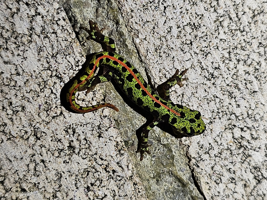 A marbled newt showing its green marbled skin and orange stripe
