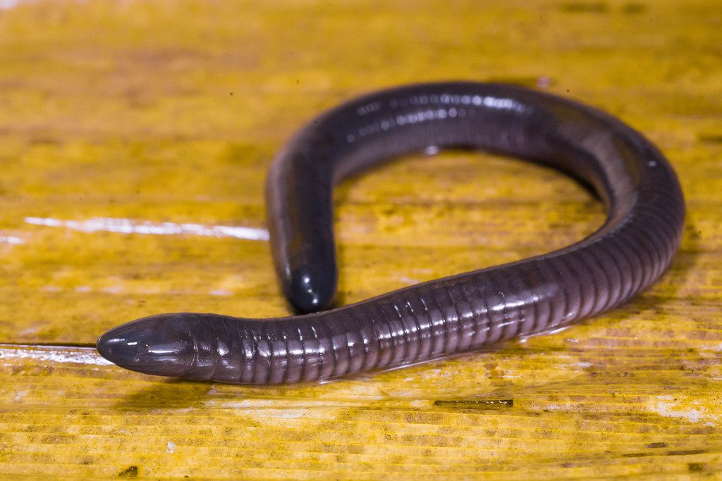 Mexican caecilian emerging from forest soil, showing its smooth grey body and vestigial eyes