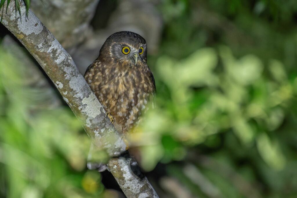 Morepork perched on a branch in native New Zealand forest at night, showing its large forward-facing eyes