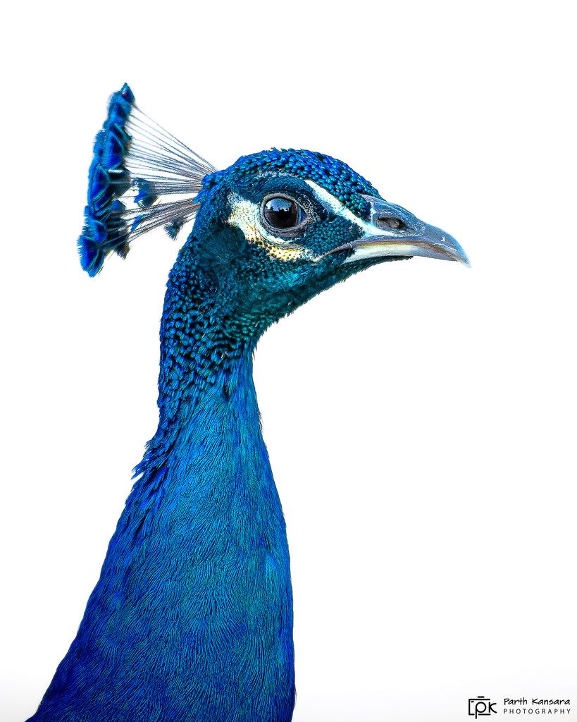 Indian peafowl with iridescent train fully displayed in bright sunlight