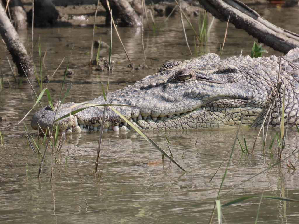 Saltwater crocodile with its massive jaws partially open on a riverbank