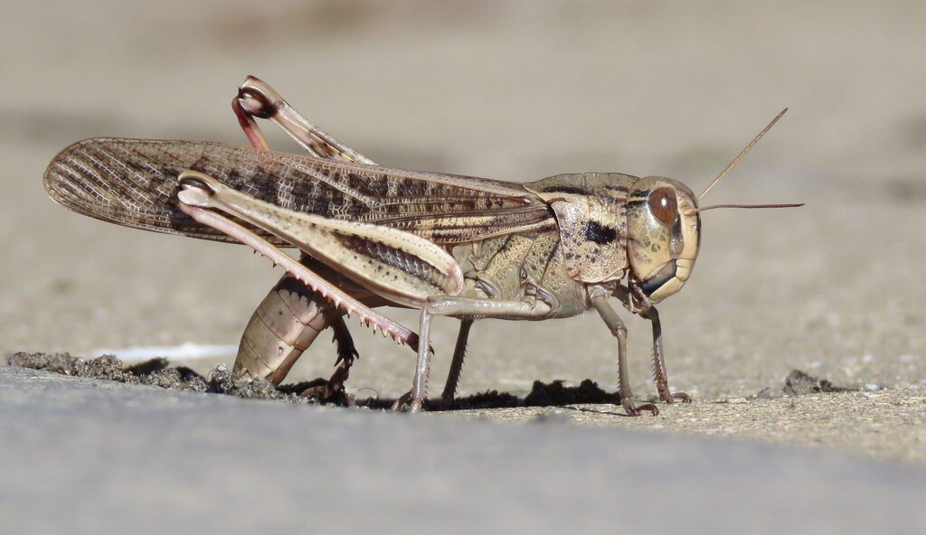 Migratory locust resting on vegetation, showing the pale yellow-green body and folded patterned wings