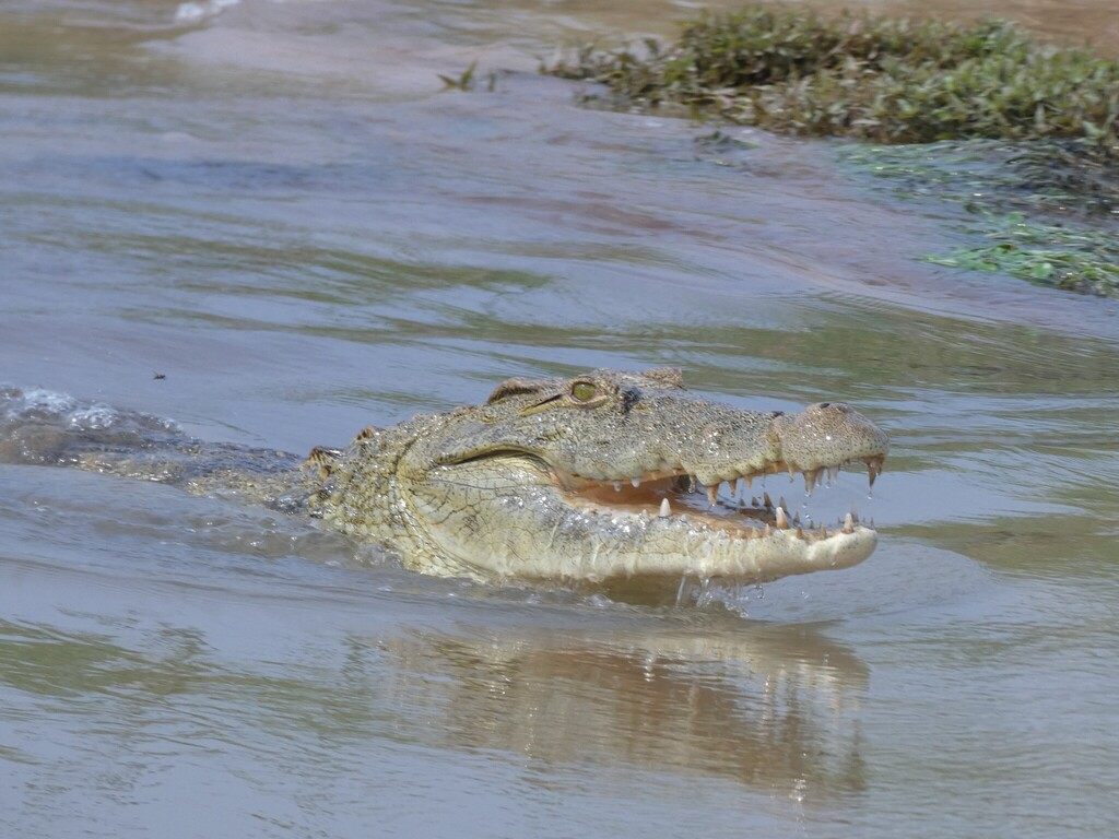 A Nile crocodile at the water's surface with its long tooth-lined jaws partly open