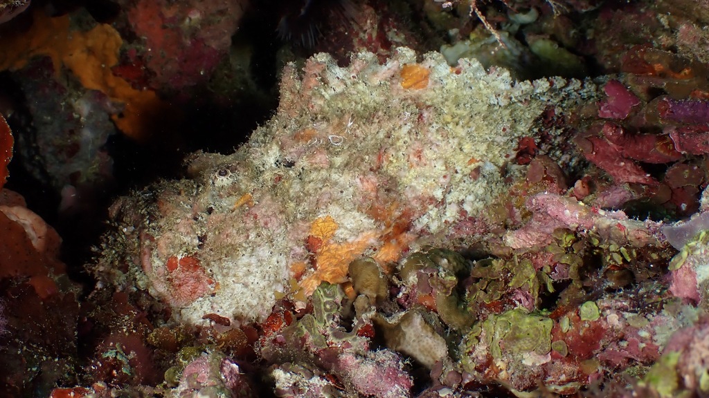 A Reef Stonefish resting motionless on coral rubble, its warty body camouflaged as rock