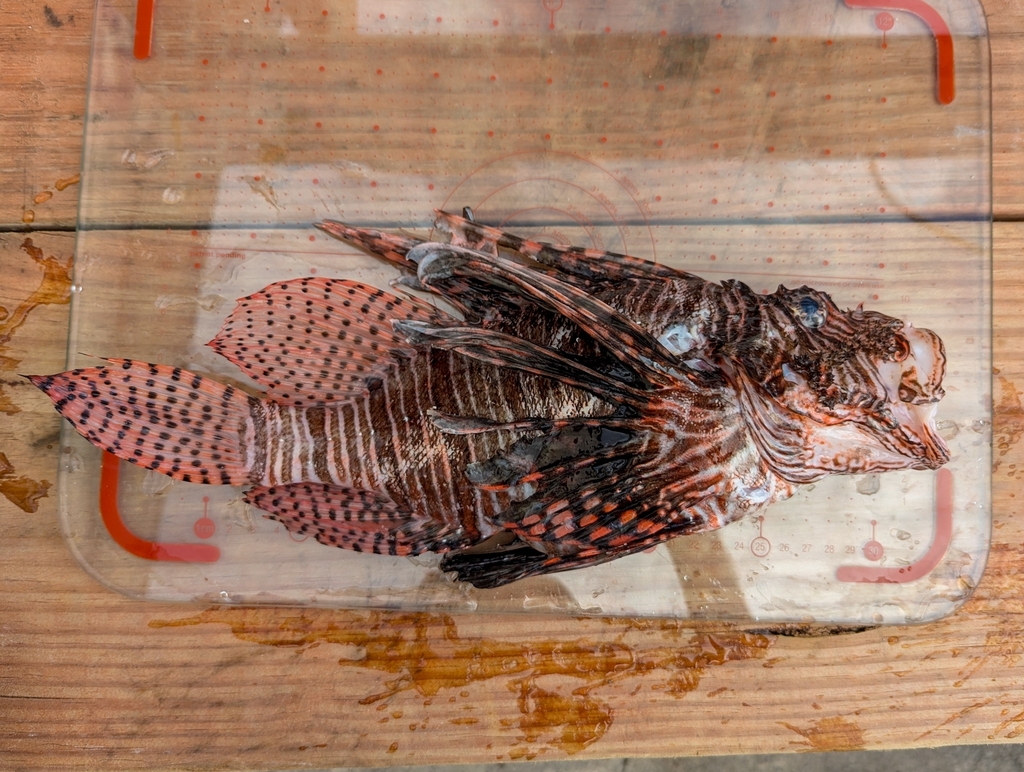 Common lionfish with its fan of venomous dorsal spines extended, hovering over a coral reef