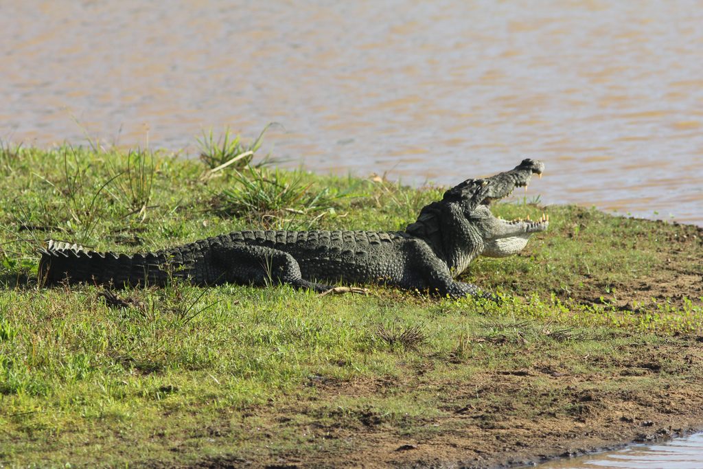 Mugger crocodile basking on a mudbank with jaws open
