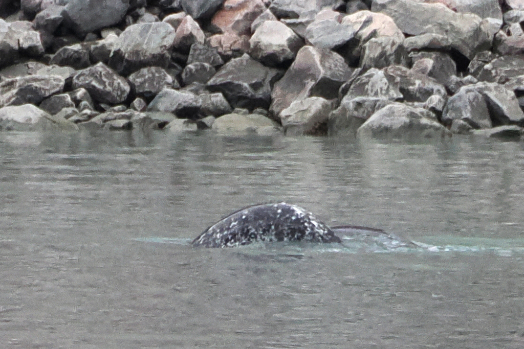 Narwhal surfacing in Arctic waters, the long spiral tusk extending ahead of the body