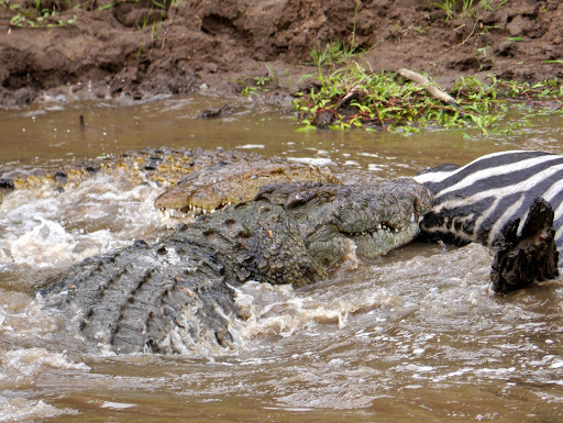 A Nile Crocodile basking on a muddy riverbank with its jaws open, showing rows of teeth