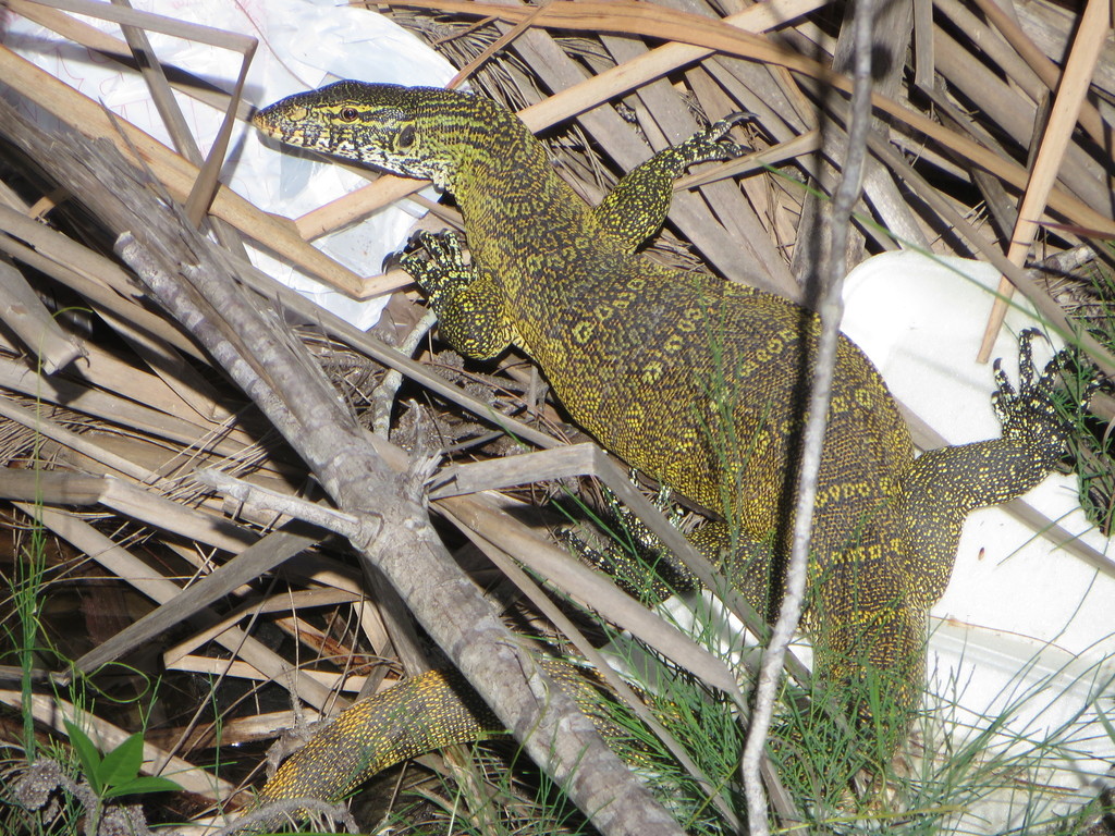 Nile monitor lizard on a rock beside water, showing patterned scales and long forked tongue