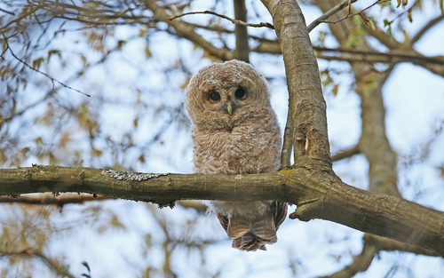 A tawny owl perched on a branch, facing the camera