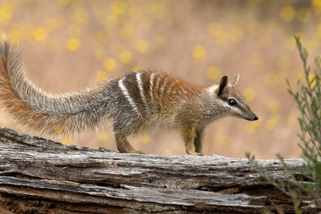 A numbat with rust-brown fur, white stripes across its hindquarters and a dark stripe through the eye, foraging on the ground