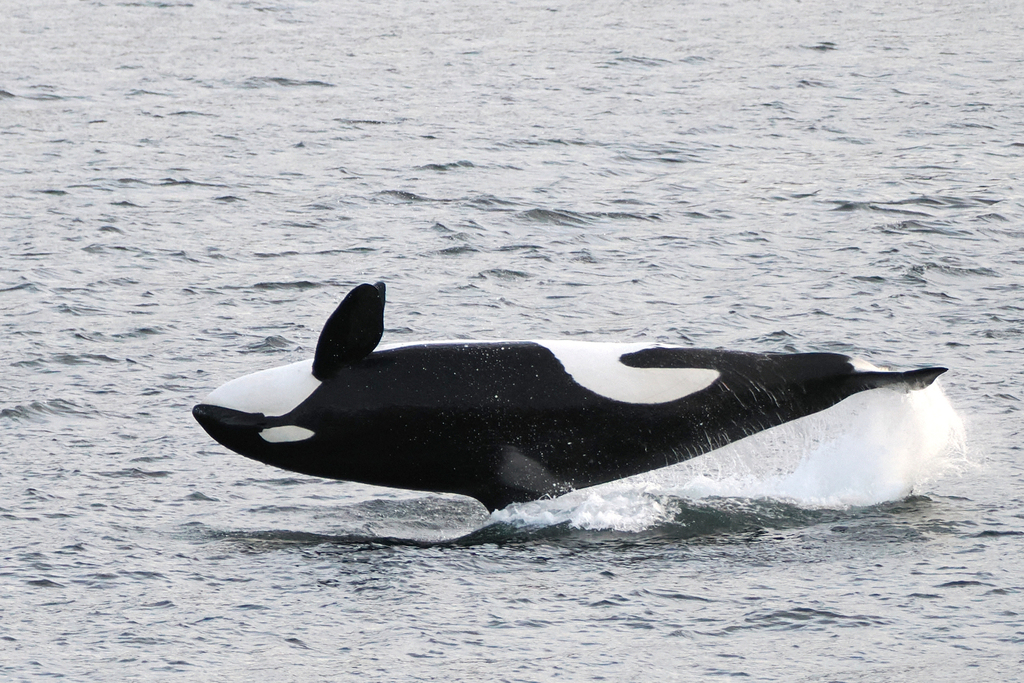 An orca surfacing in open ocean, showing its black back and tall dorsal fin